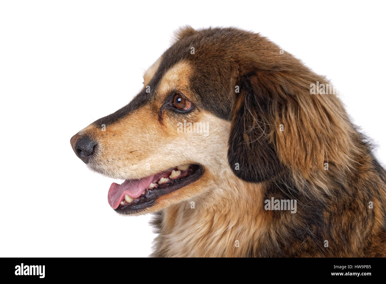 Portrait of dog isolated on a white background Stock Photo - Alamy