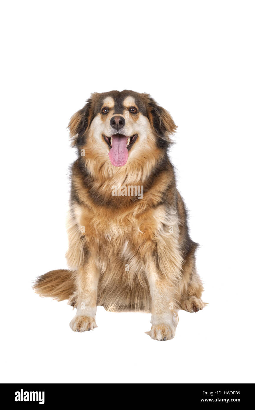 Sitting dog isolated on a white background Stock Photo - Alamy