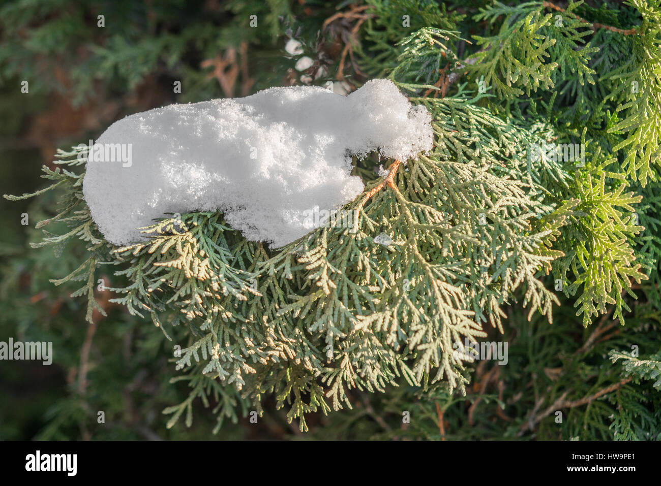 Snow and ice on fir tree at a sunny day Stock Photo