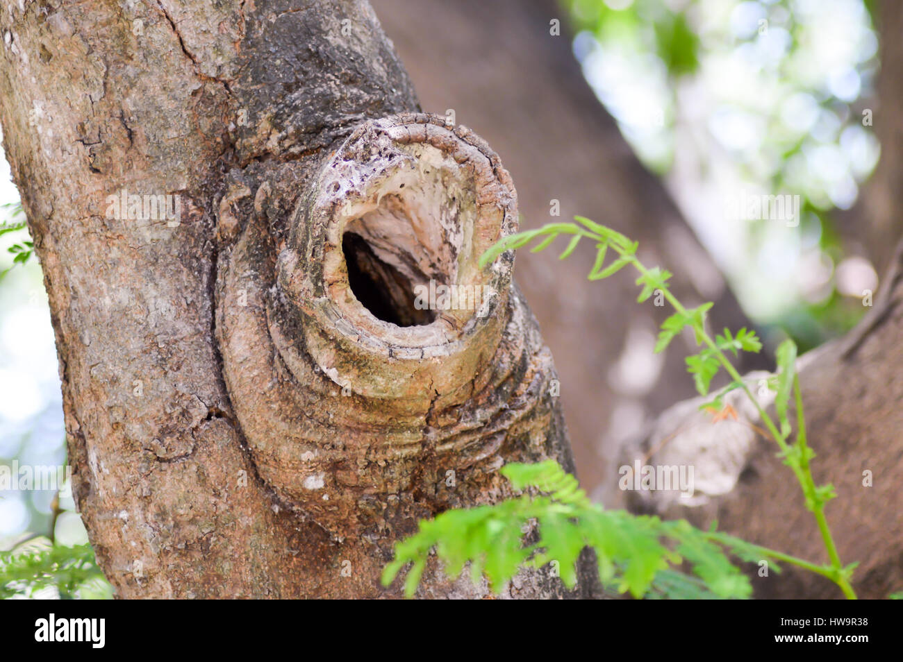 Hollow of a tree trunk at the site of a sawing branch in Kenya Stock Photo