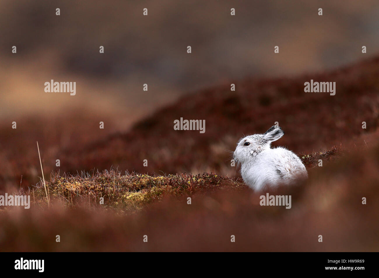 Mountain Hare waiting for snow Stock Photo
