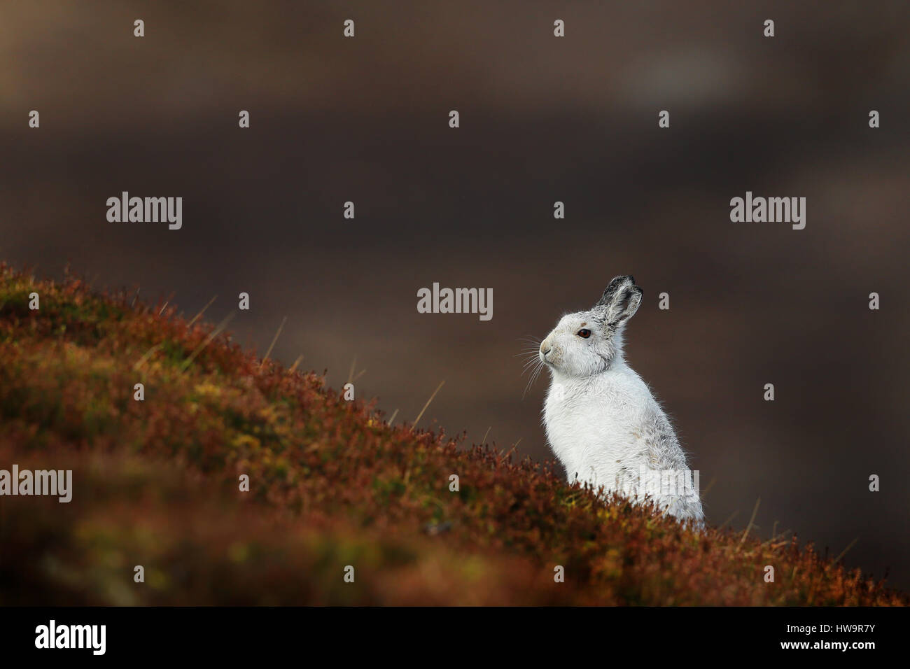 Mountain Hare waiting for snow Stock Photo