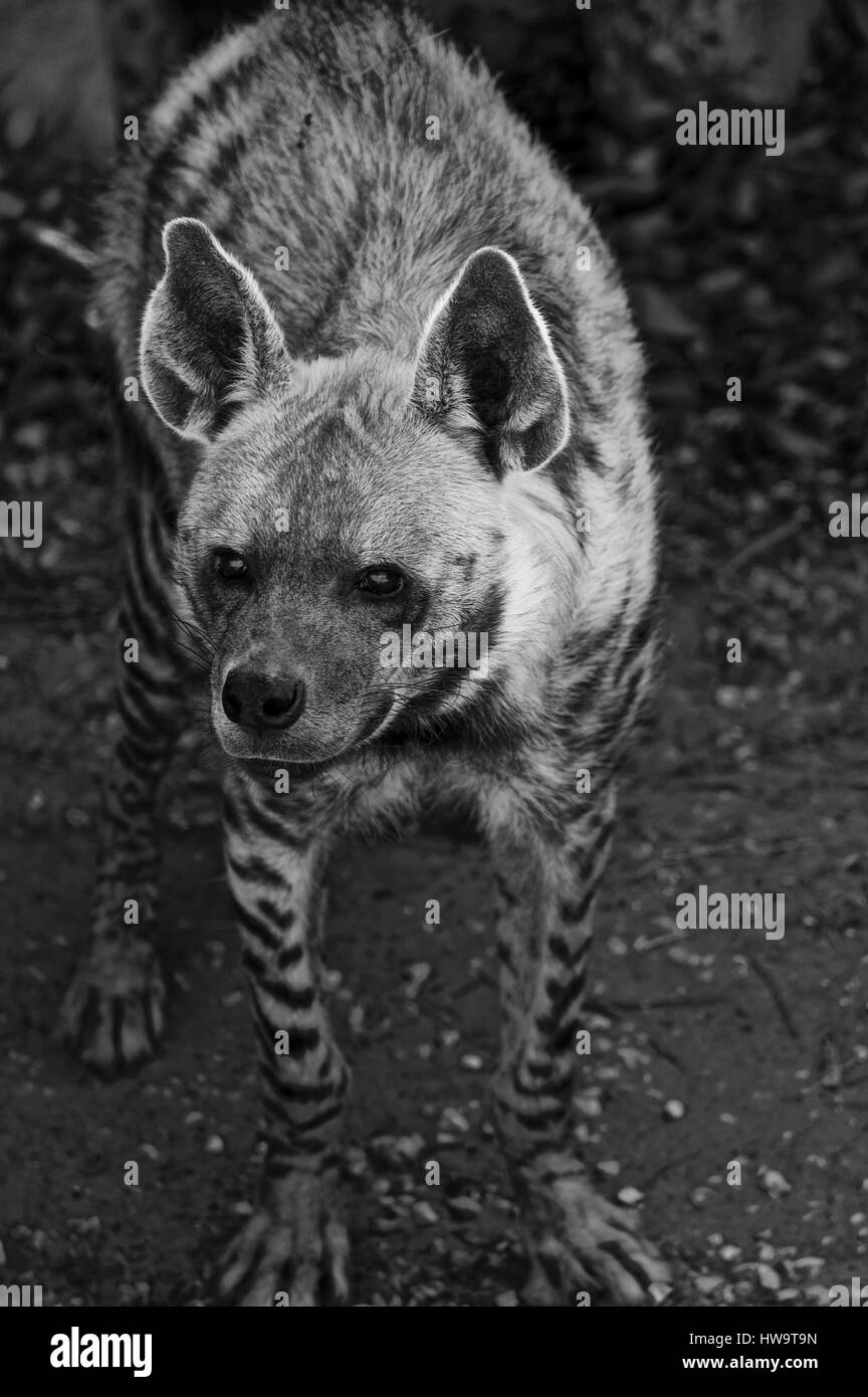 Striped hyena (Latin Hyaena hyaena) a typical representative of the