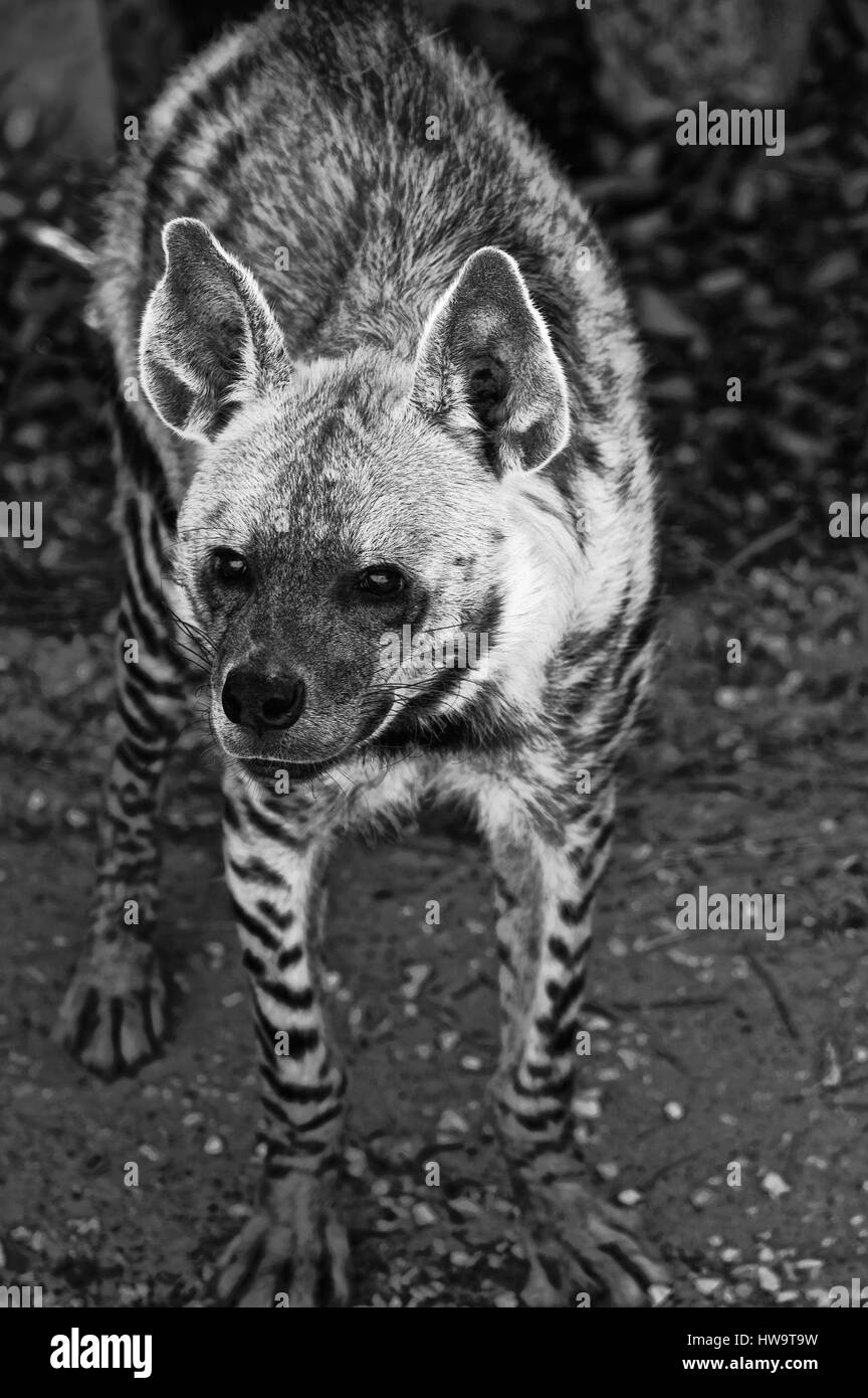 Striped hyena (Latin Hyaena hyaena) a typical representative of the