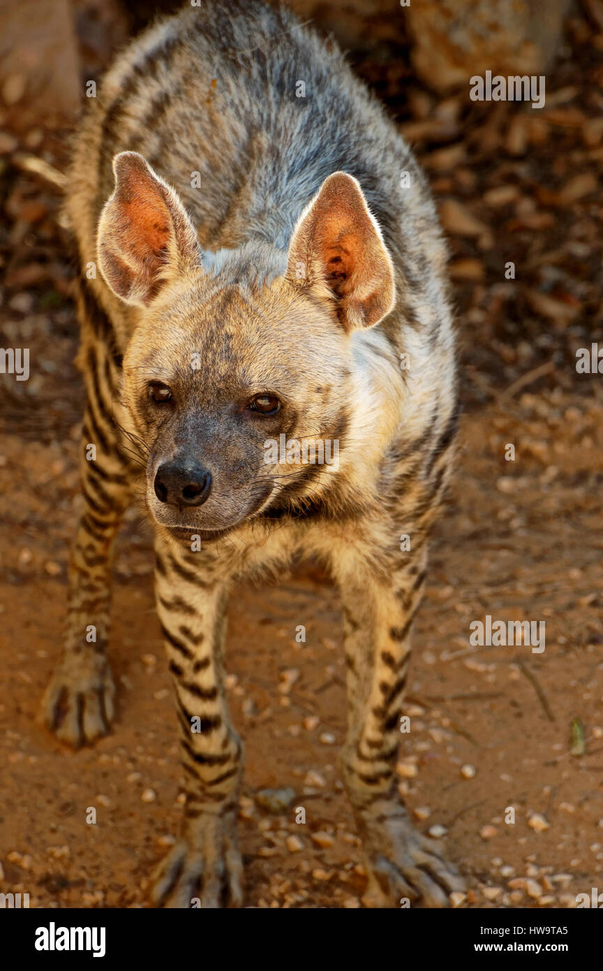 Striped hyena (Latin Hyaena hyaena) - a typical representative of the