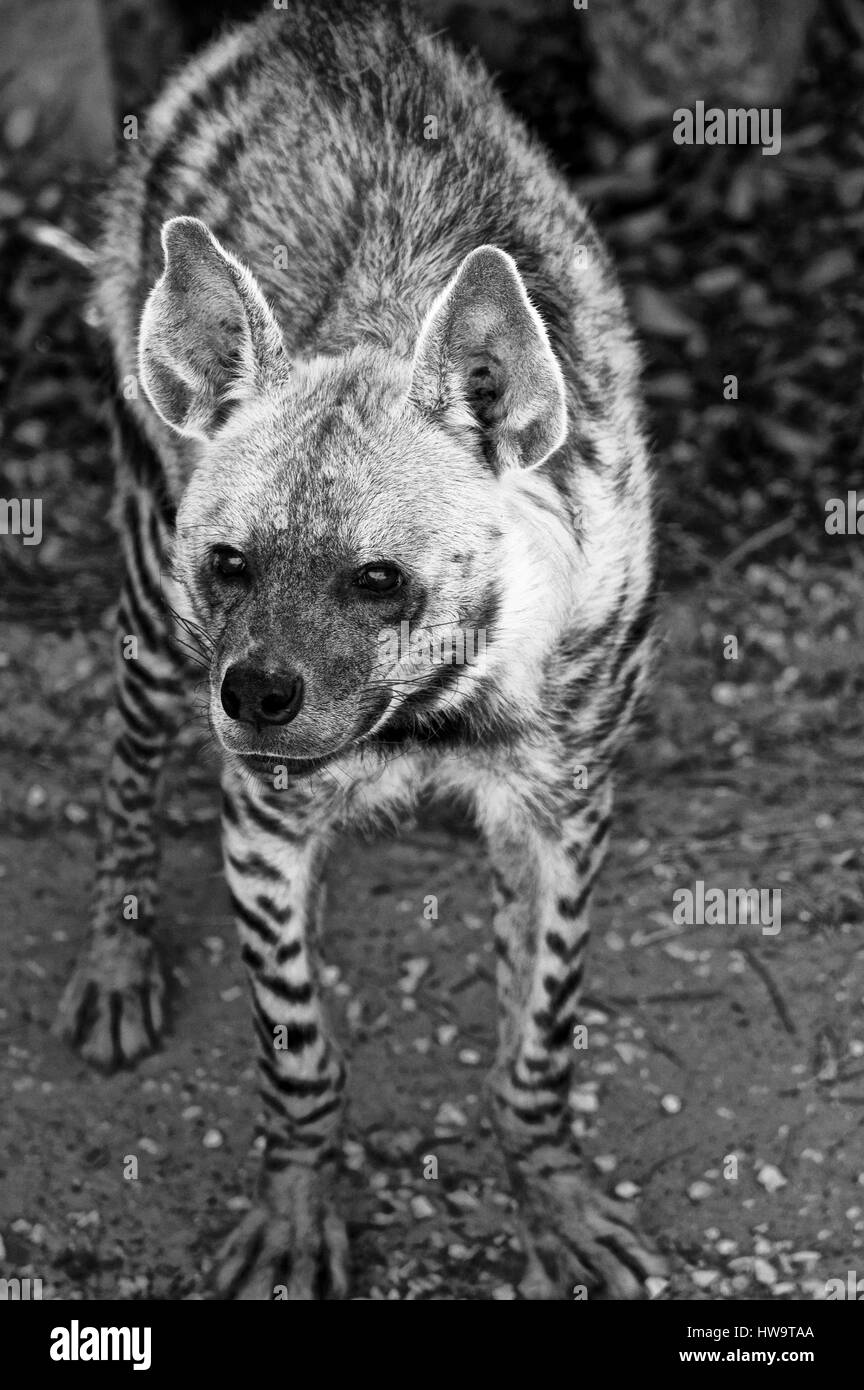 Striped hyena (Latin Hyaena hyaena) a typical representative of the