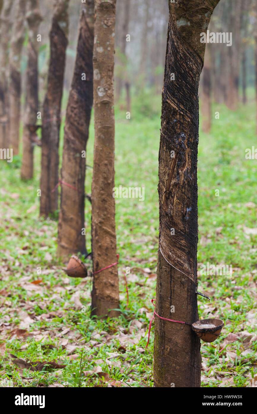 Vietnam, DMZ Area, Quang Tri Province, rubber tree plantation Stock Photo Alamy