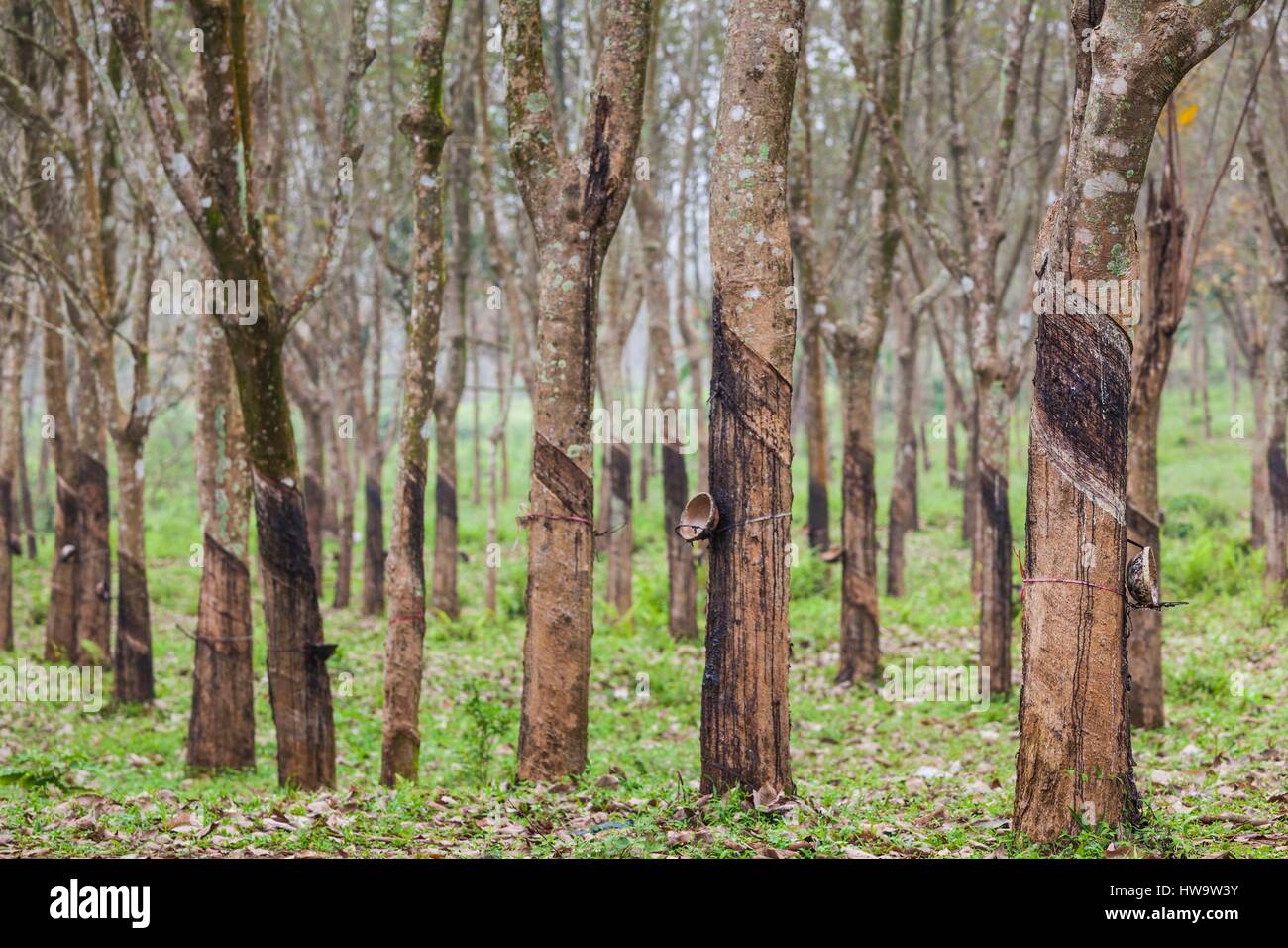 Rubber plantation vietnam asia hires stock photography and images Alamy