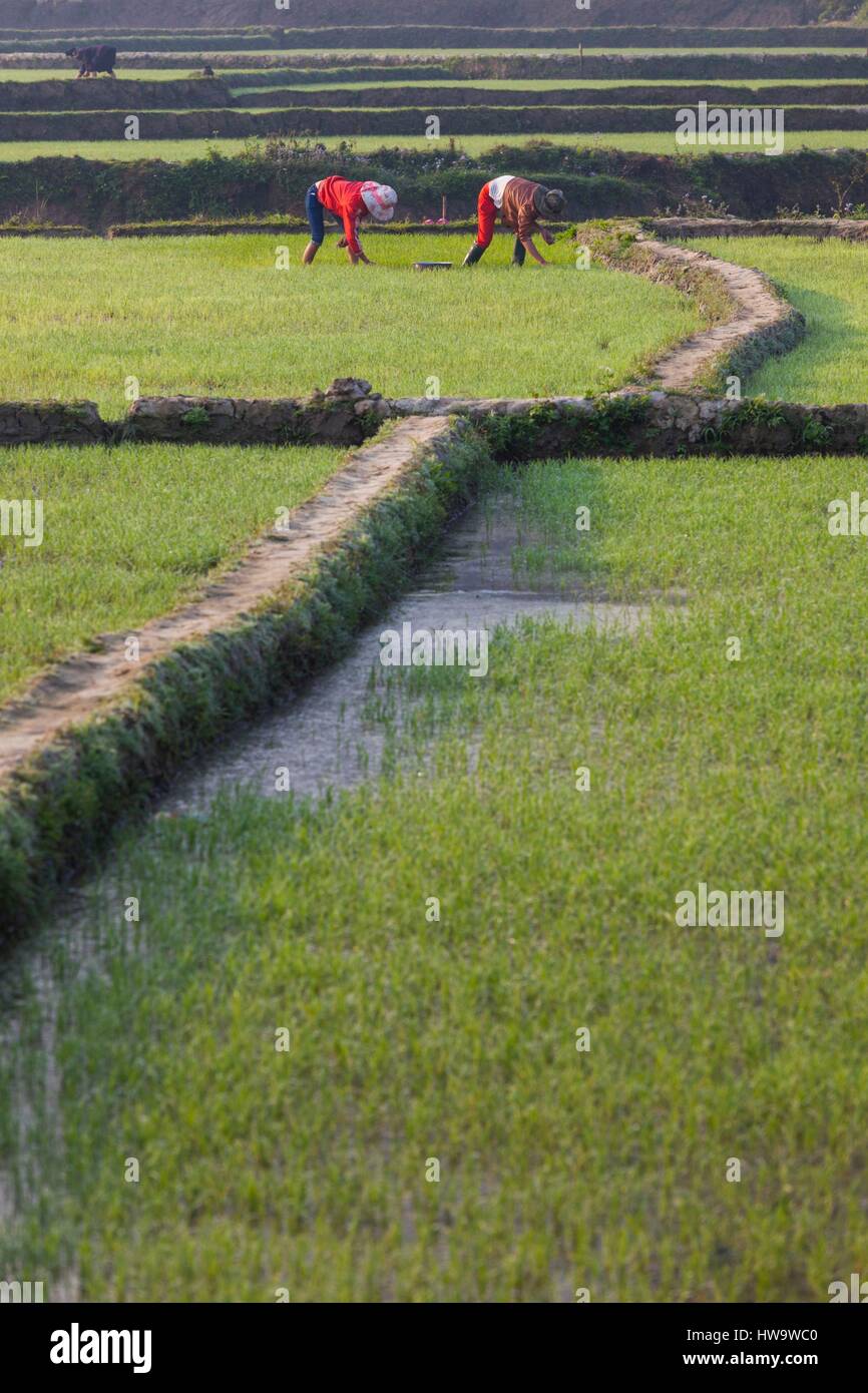Vietnam, Muong Ang, rice fields Stock Photo - Alamy