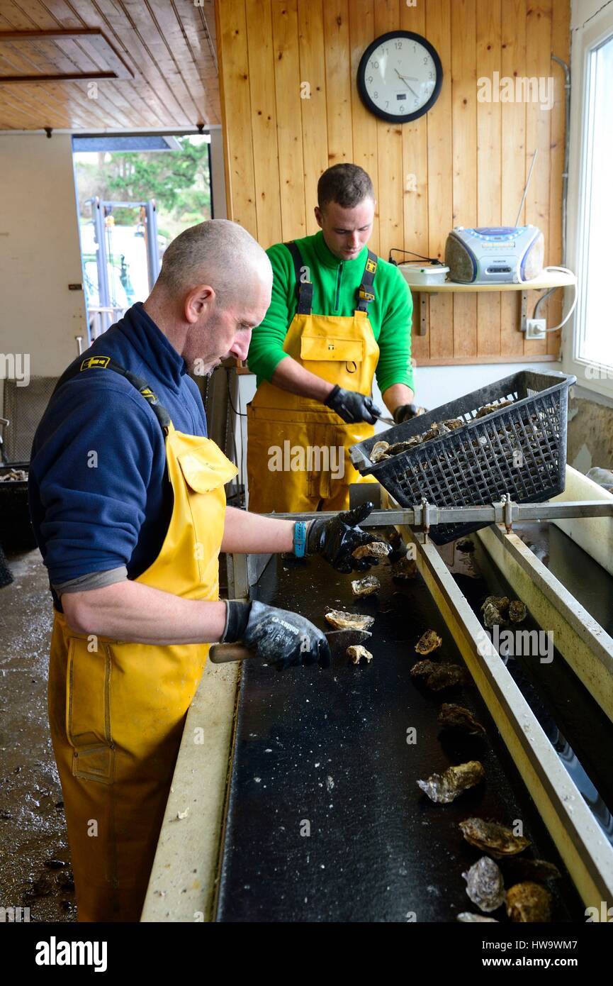 France, Finistere, Plougasnou, oyster farming Huitres de Sterec, separation of oysters Stock Photo