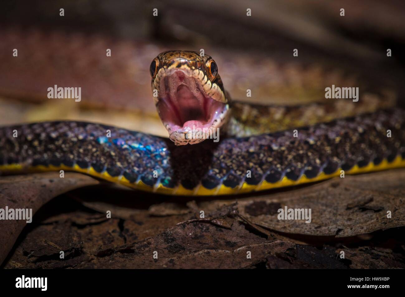 France, Guyana, French Guyana Amazonian Park, heart area, Mount Itoupe, rainy season, portrait of a snake open mouth (Taeniophallus nicagus) Stock Photo