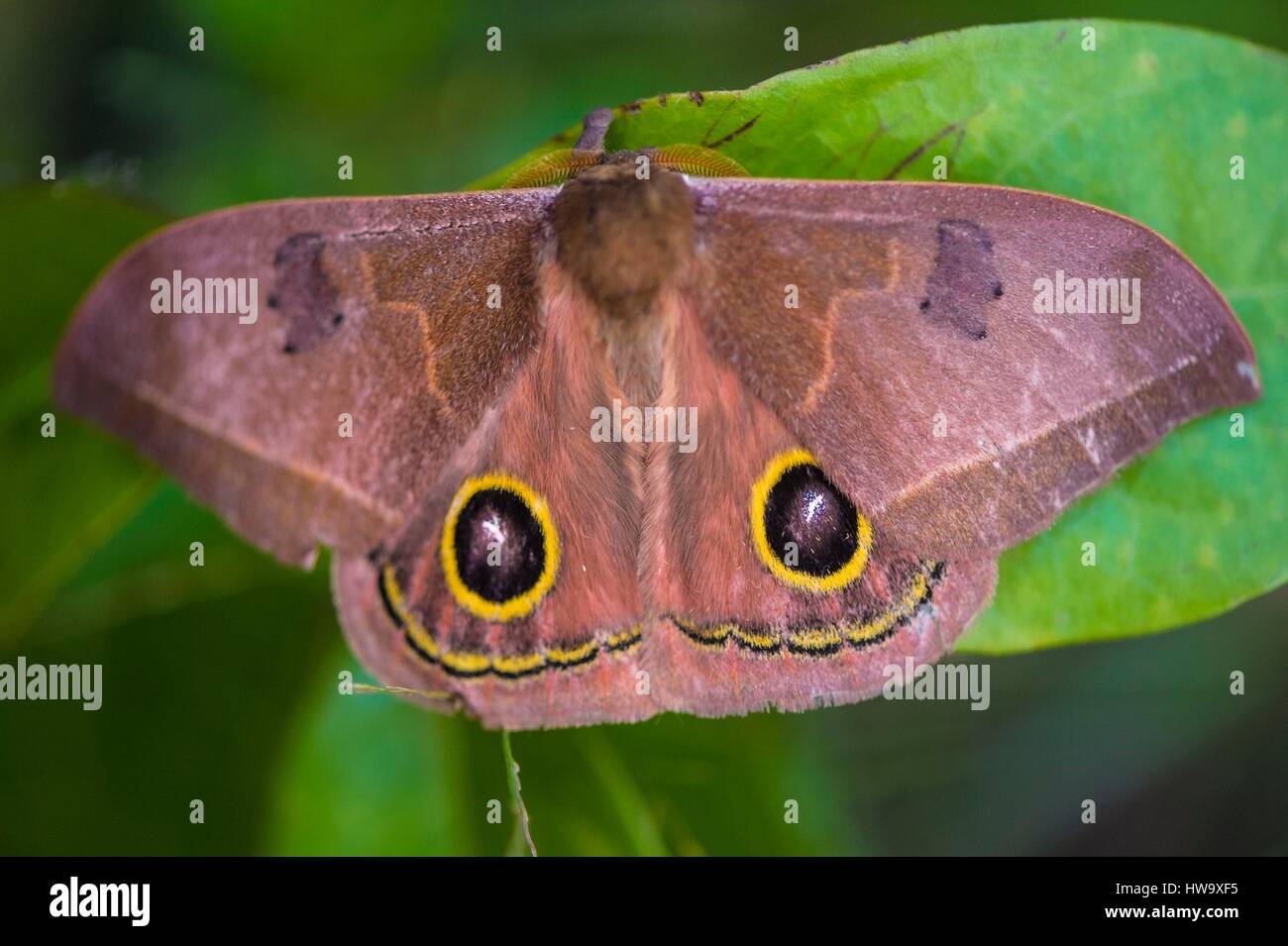 France, Guyana, French Guyana Amazonian Park, heart area, Mount Itoupe, rainy season, butterfly Stock Photo