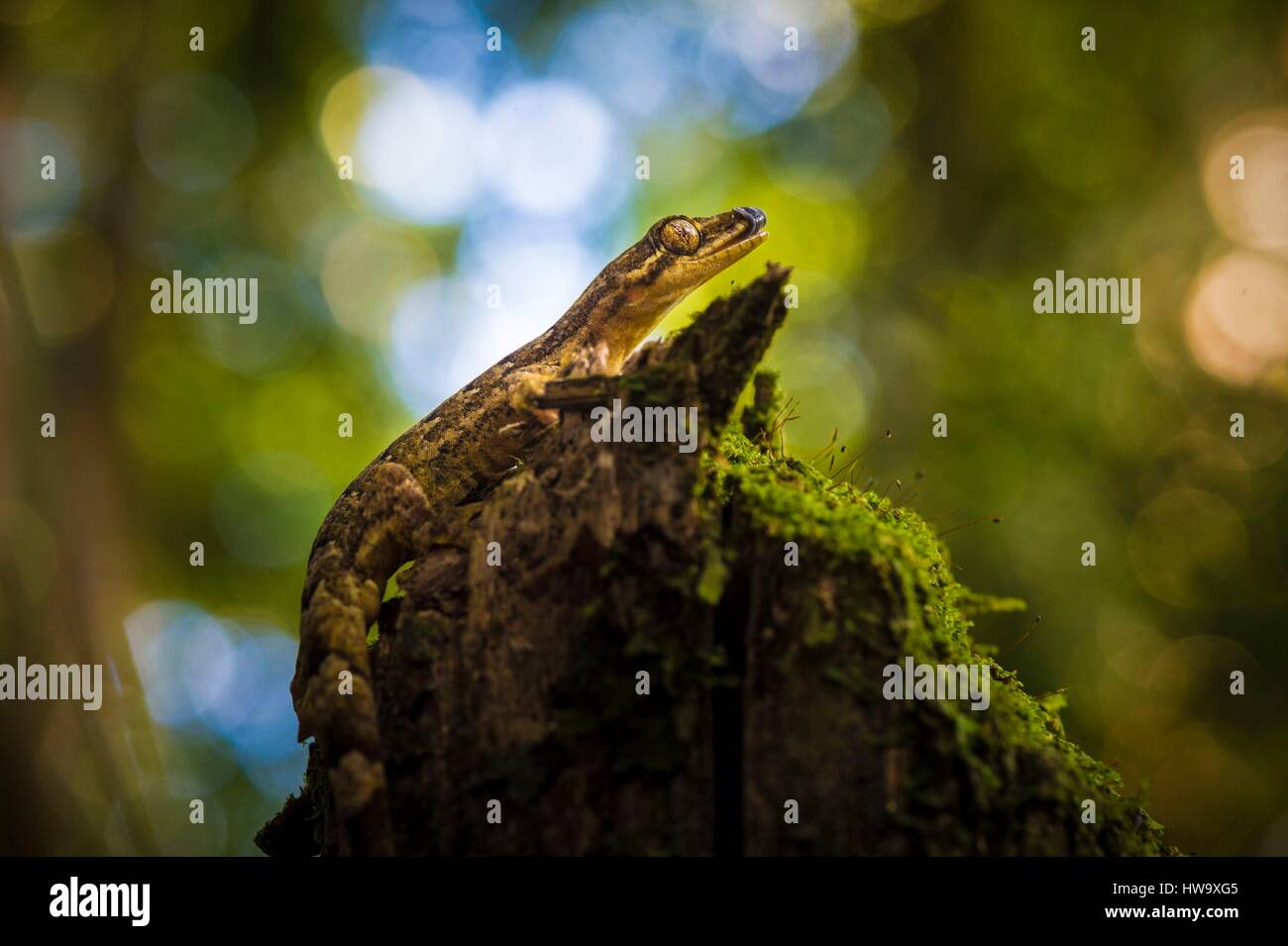 France, Guyana, French Guyana Amazonian Park, heart area, Mount Itoupe ...