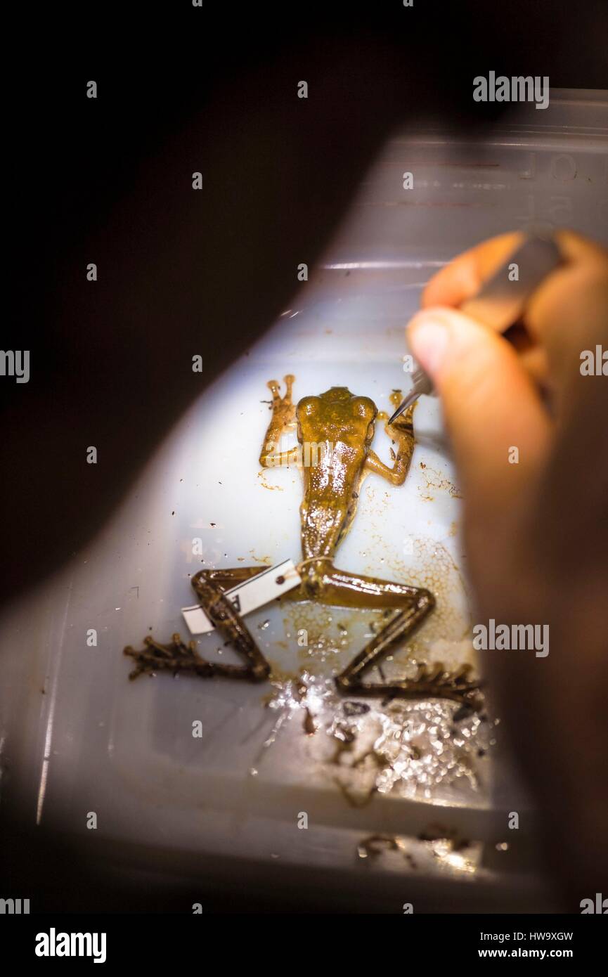 France, Guyana, French Guyana Amazonian Park, heart area, Mount Itoupe, rainy season, a fixed herpetologist (euthanasia by giving it a clean silhouette study) a frog (Osteocephalus taurinus) Stock Photo