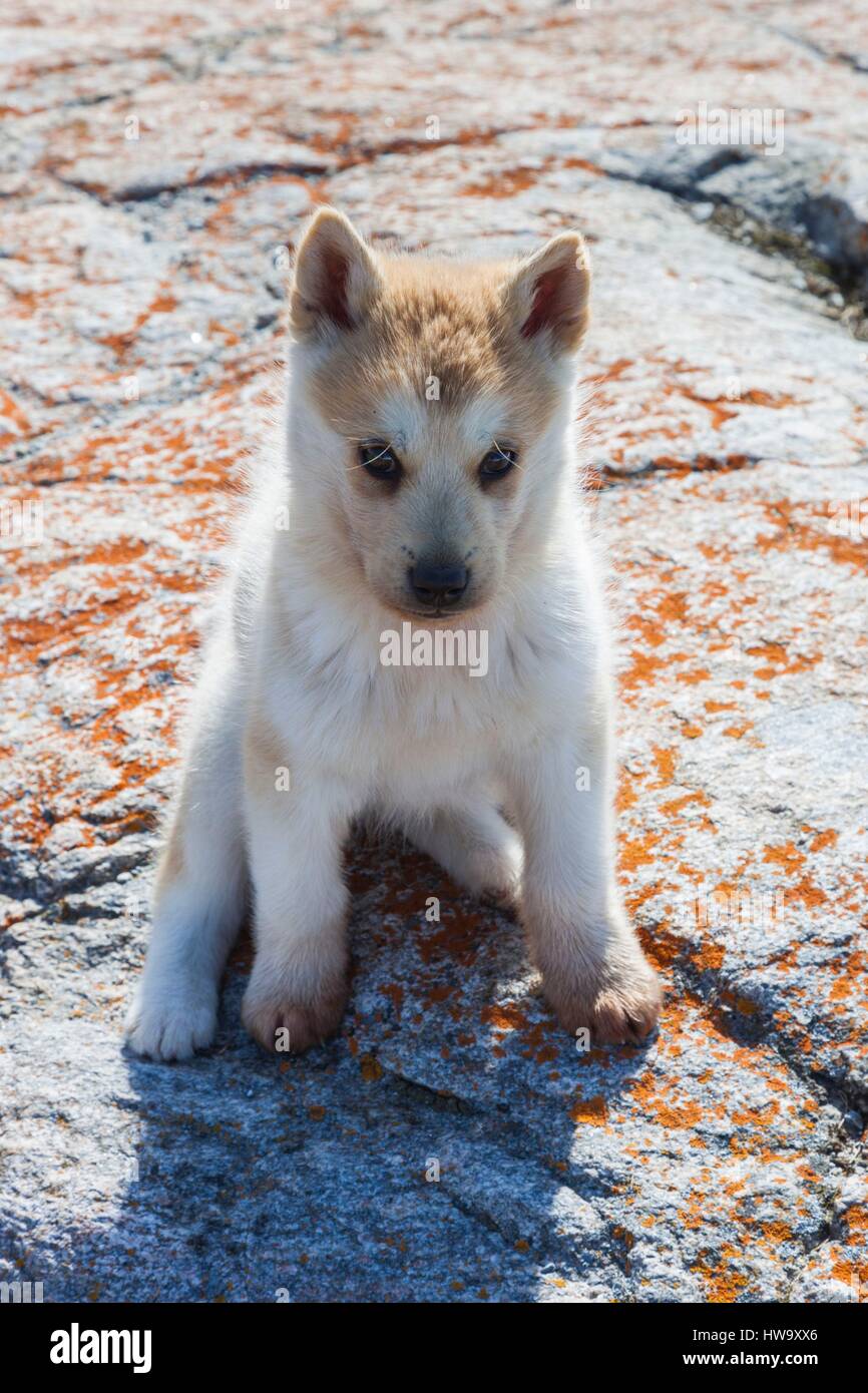 Greenland, Disko Bay, Oqaatsut, Greenland Sled Dog puppy, canis lupis familiaris Stock Photo
