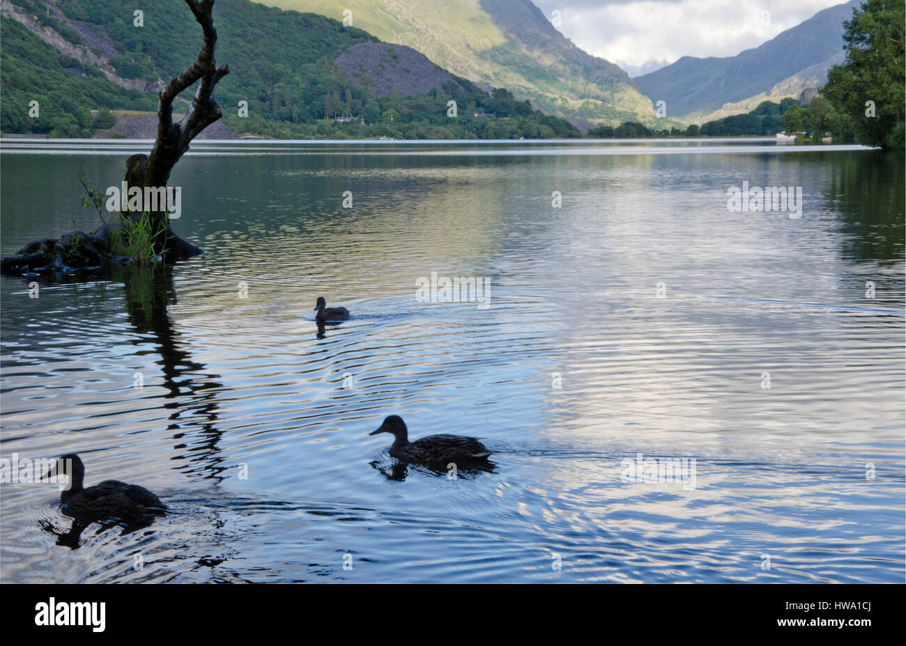 Three ducks on Llyn Padran, Llanberis, North Wales, UK. Stock Photo