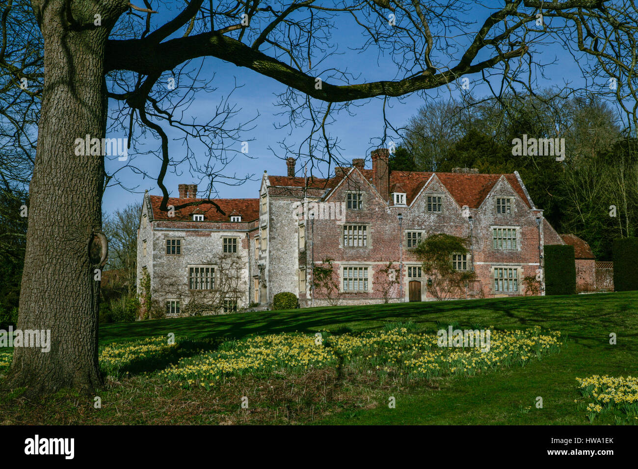 Springtime in the grounds of Chawton House with a carpet of daffodils. Chawton House is a grade ll* listed Elizabethan manor house in the village of C Stock Photo