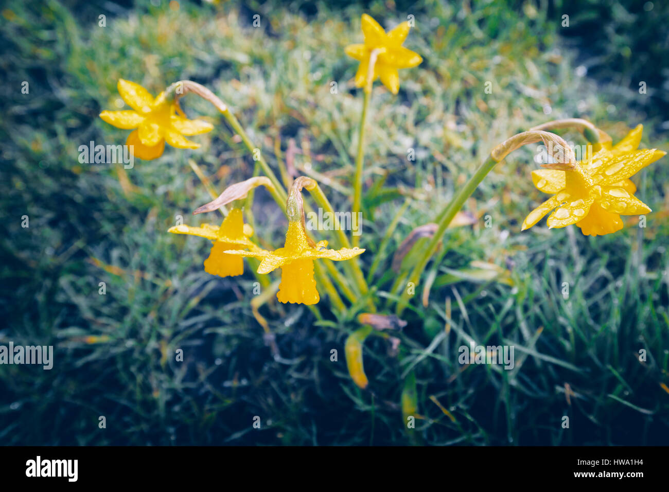 Spring Daffodil Flowers In Morning Dew, Top View Stock Photo