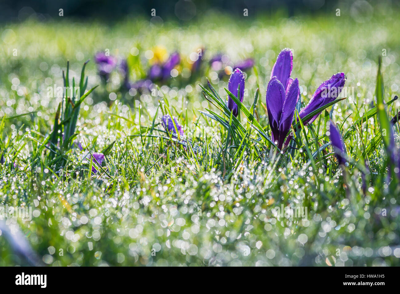 Shiny flowers hi-res stock photography and images - Alamy