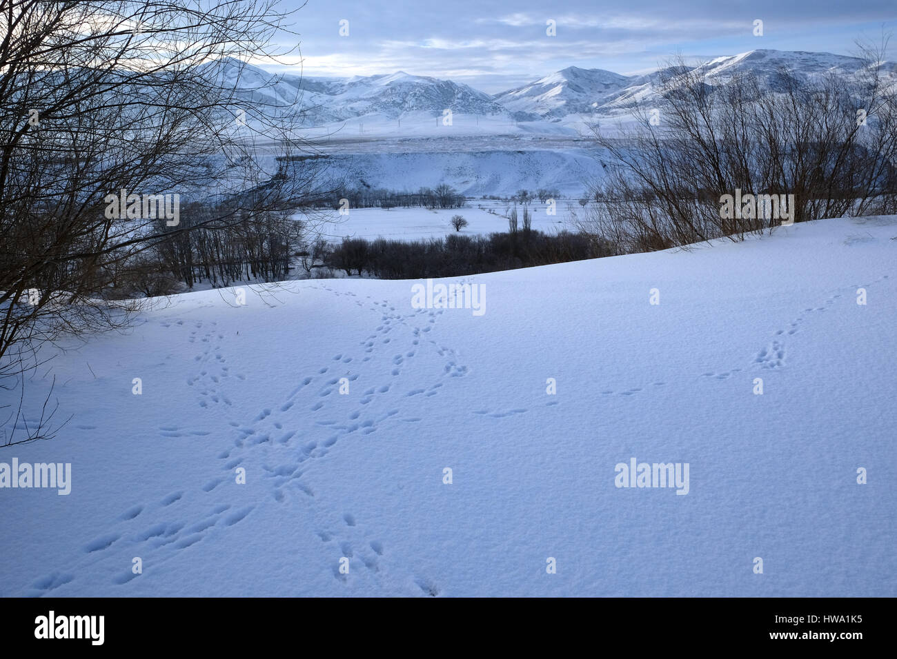 Sarykum barchan in winter and animal trails. Dagestan, Russia Stock Photo