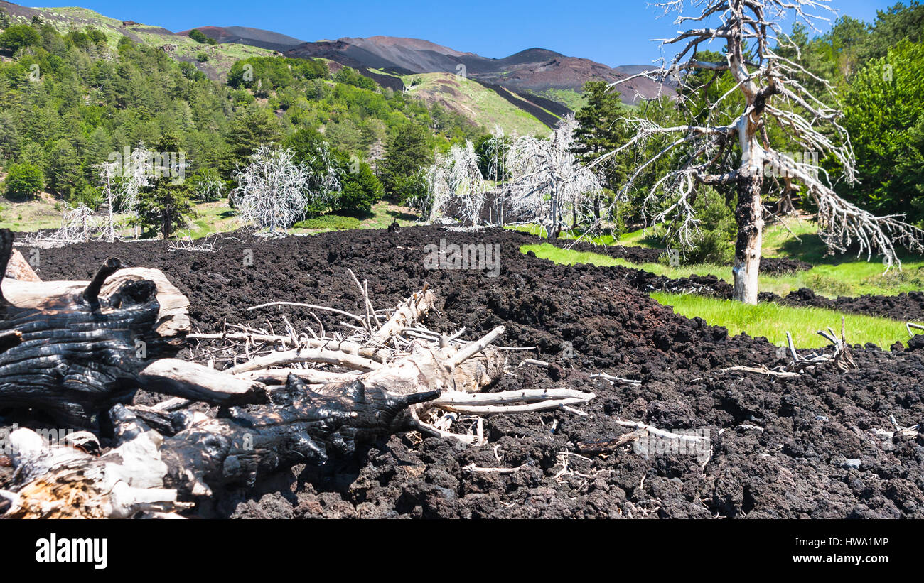 travel to Italy - dried trees in hardened lava flow on slope of Etna ...