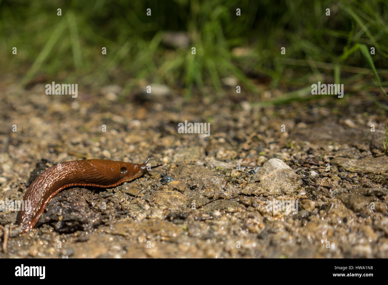 A slug (gastropod) belonging to the phylum Mollusca in the wild. Stock Photo