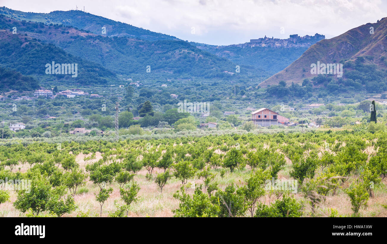 Southern Italy Rural agricultural tourism in Italy - rural landscape with tangerine trees in ...