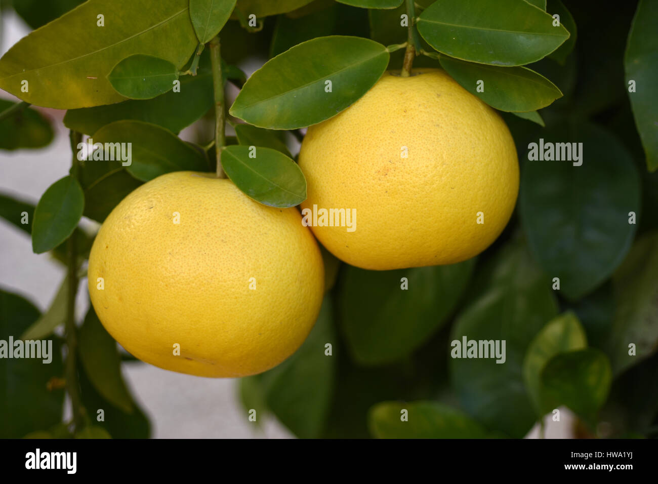 Yellow Grapefruit Juice High Resolution Stock Photography and Images ...