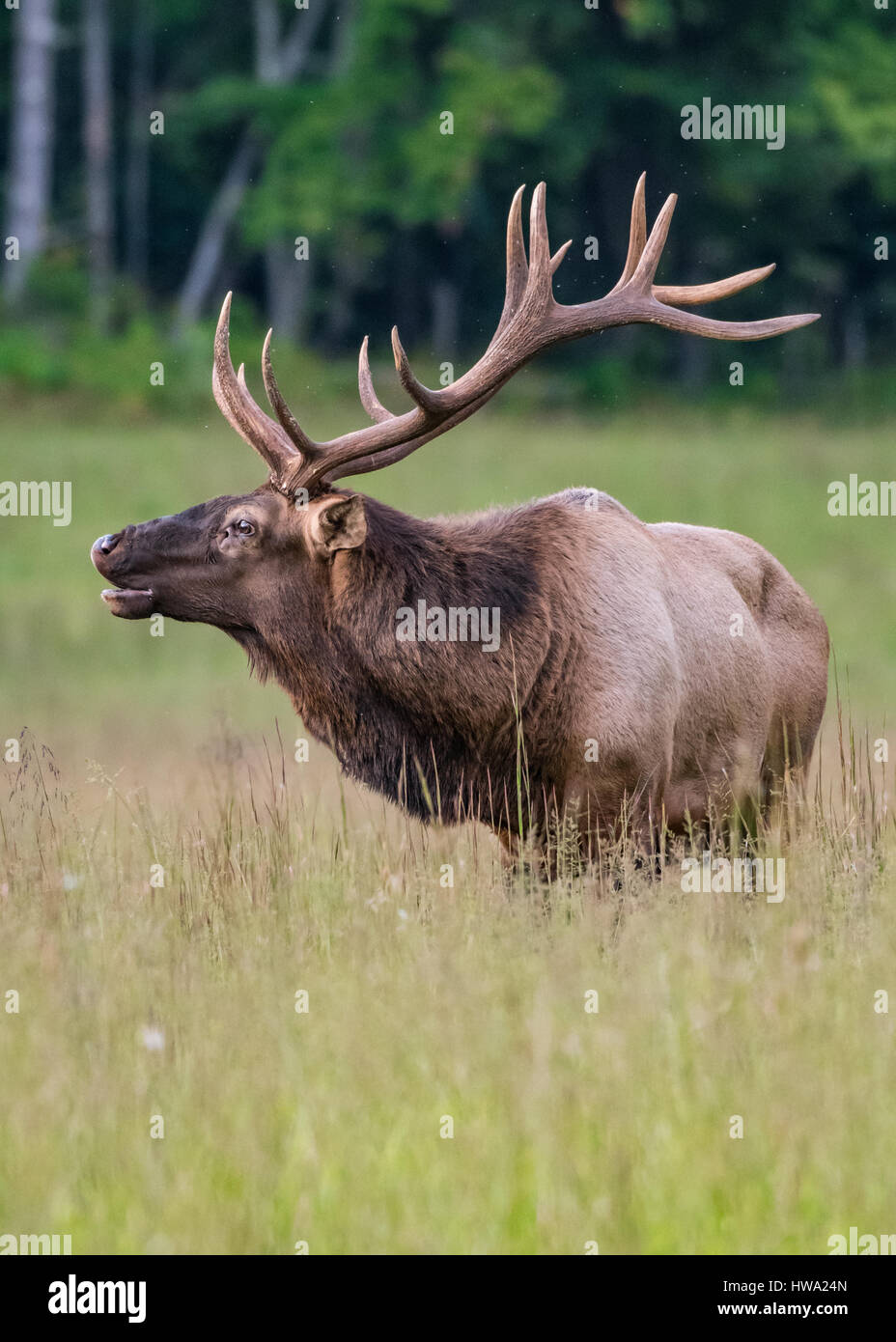 Bull Elk Starts to Bugle in Cataloochee Valley Stock Photo Alamy