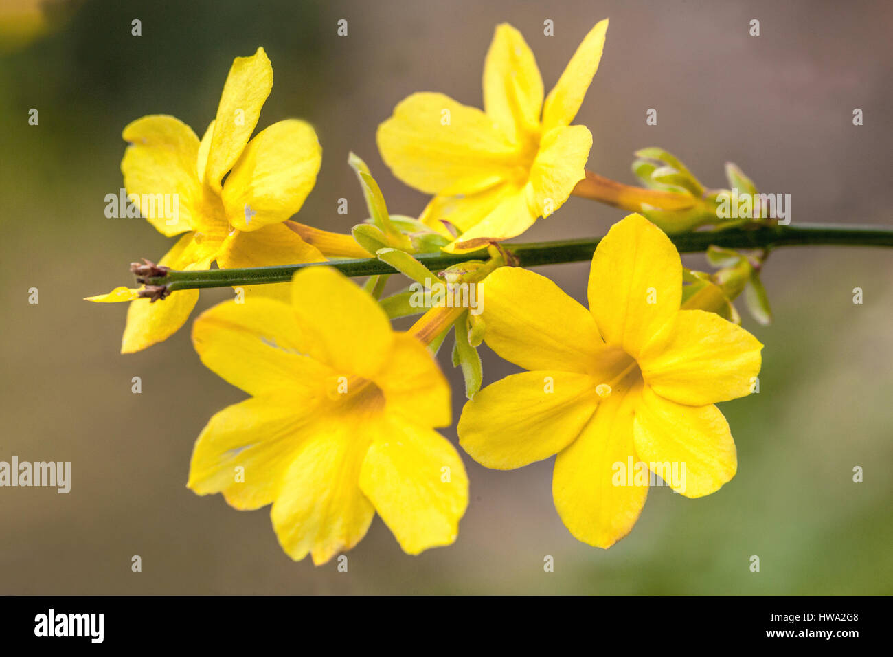 Winter jasmine hires stock photography and images Alamy