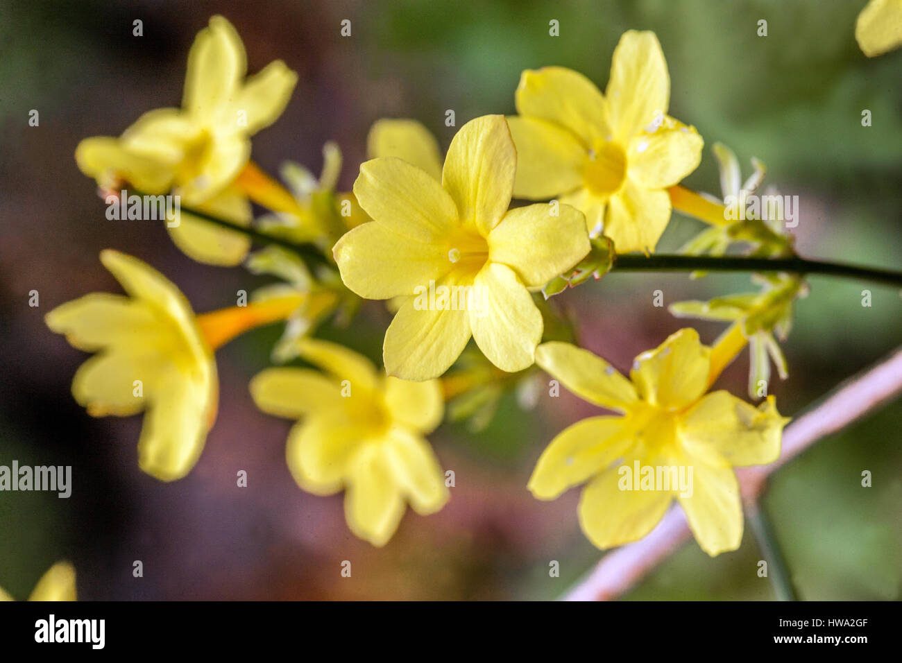 Winter jasmine, Jasminum nudiflorum, flowering twigs Stock Photo Alamy