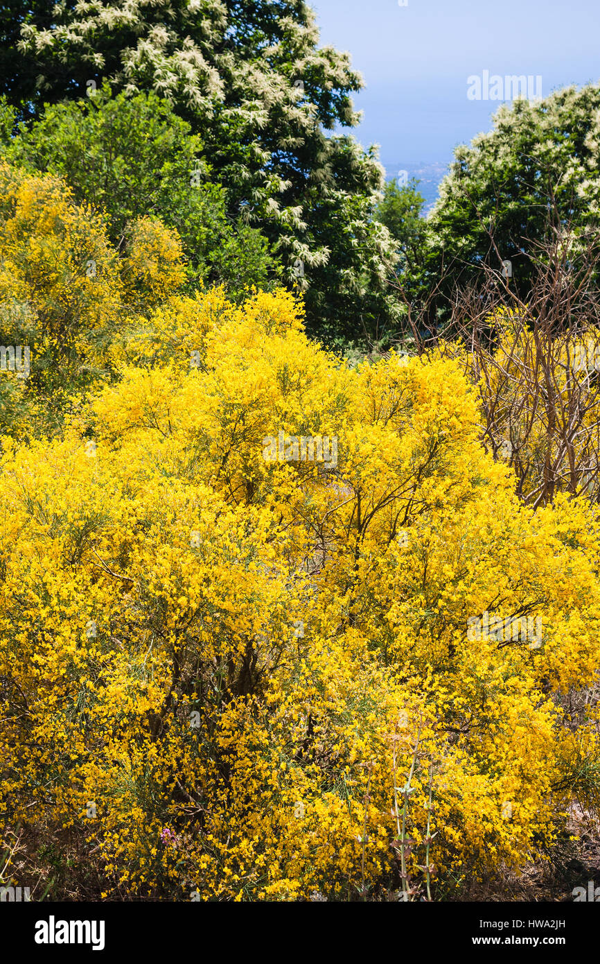 travel to Italy - yellow cytisus bush on Etna mount in Sicily Stock Photo