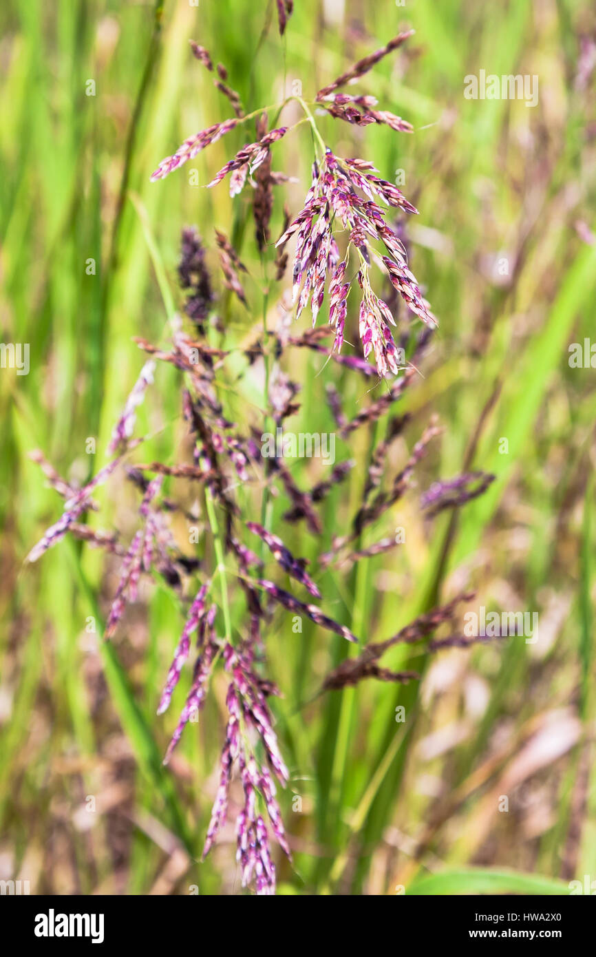 travel to Italy - Panicles of Festuca rubra (red fescue, creeping red fescue) cllose up on meadow in Sicily Stock Photo