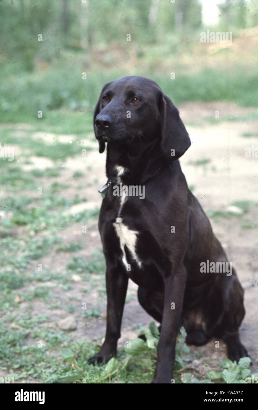 A purebred Gordon Setter Stock Photo Alamy