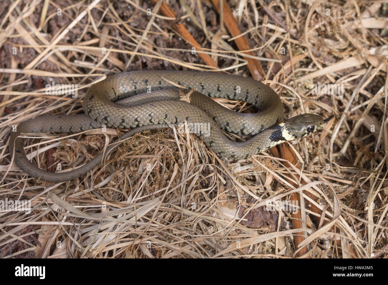 Close-up of immature grass snake (Natrix natrix) in natural heathland habitat in Surrey, UK Stock Photo
