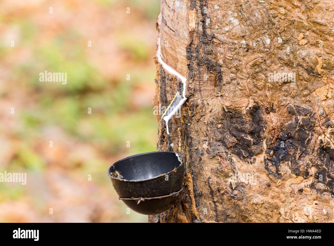 India, Tripura state, harvesting latex from rubber trees Stock Photo