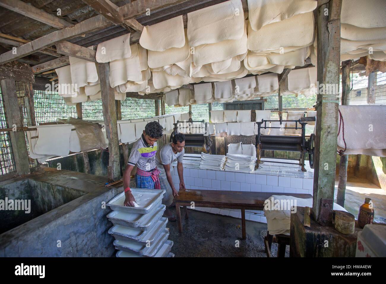India rubber plant hi-res stock photography and images - Alamy