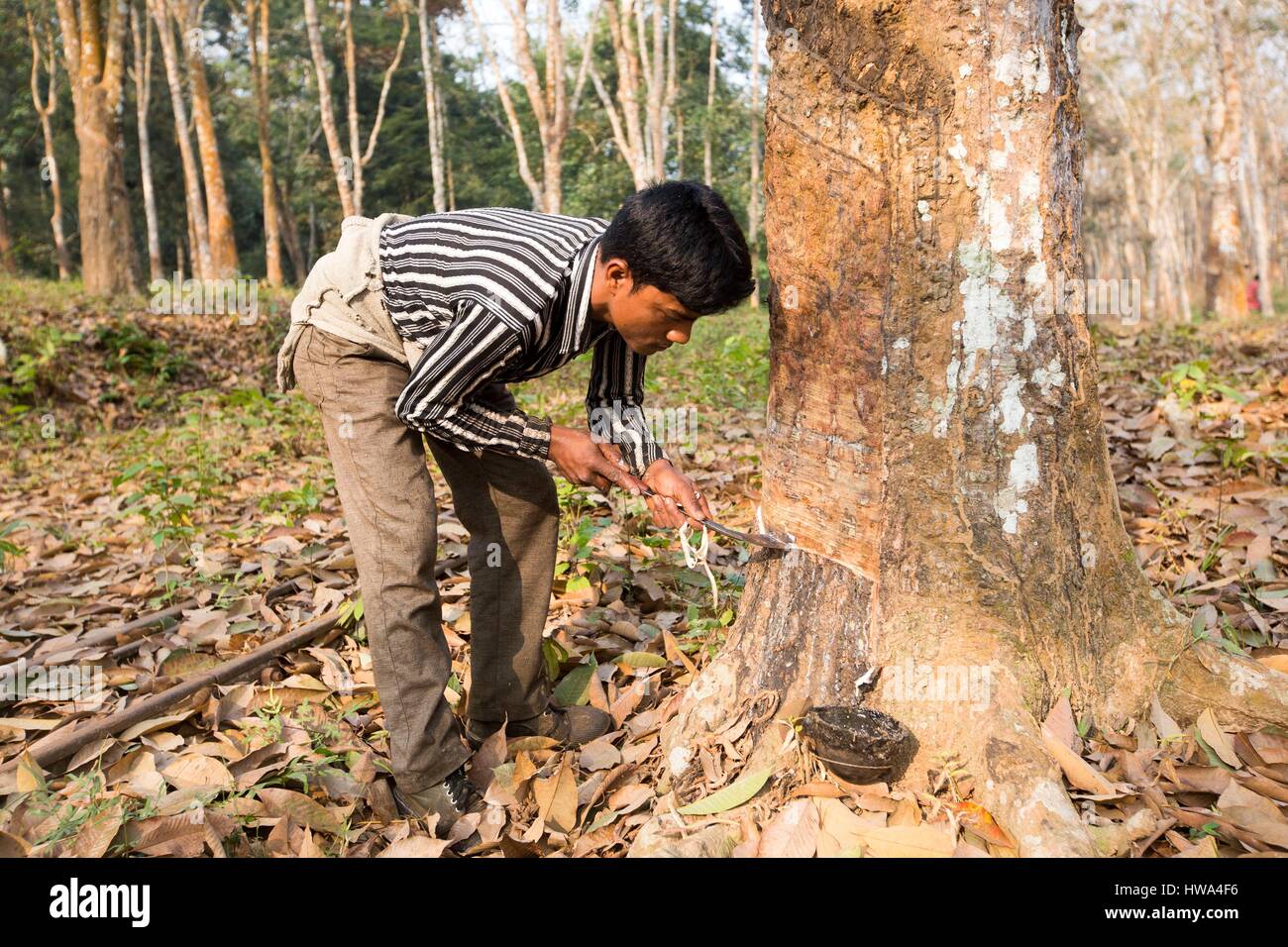 India, Tripura state, harvesting latex from rubber trees Stock Photo