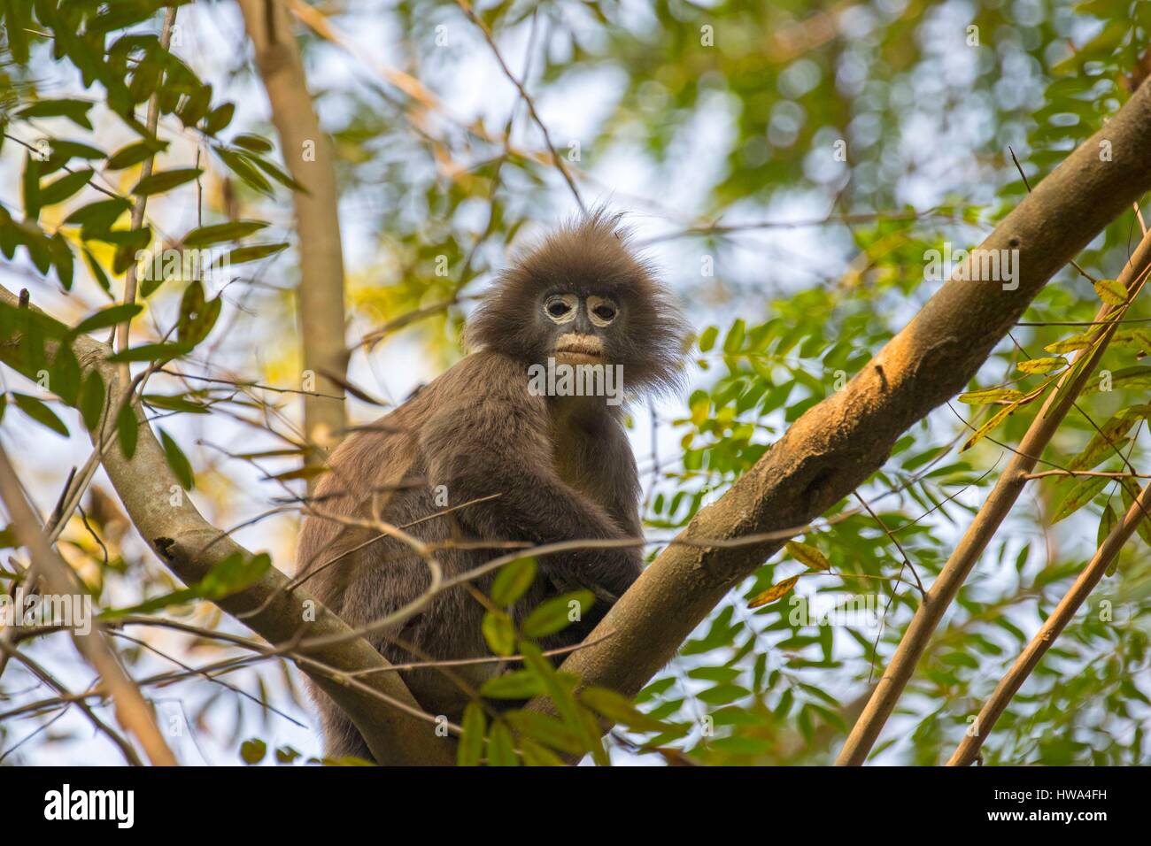 India, Tripura state, Phayre's leaf monkey or Phayre's langur  (Trachypithecus phayrei Stock Photo - Alamy
