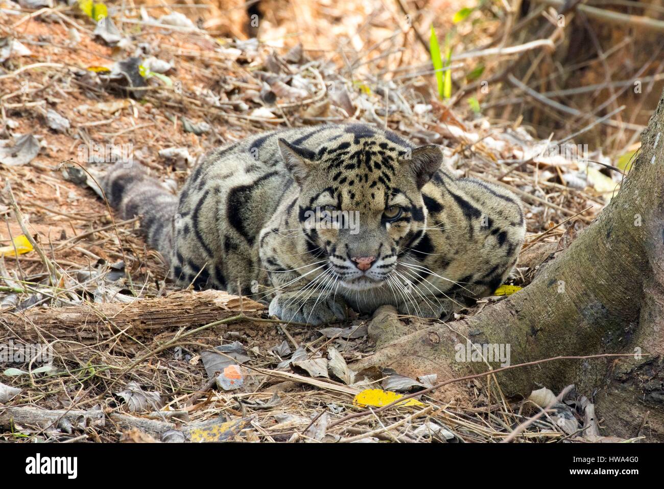 India, Tripura state, Clouded leopard (Neofelis nebulosa Stock Photo