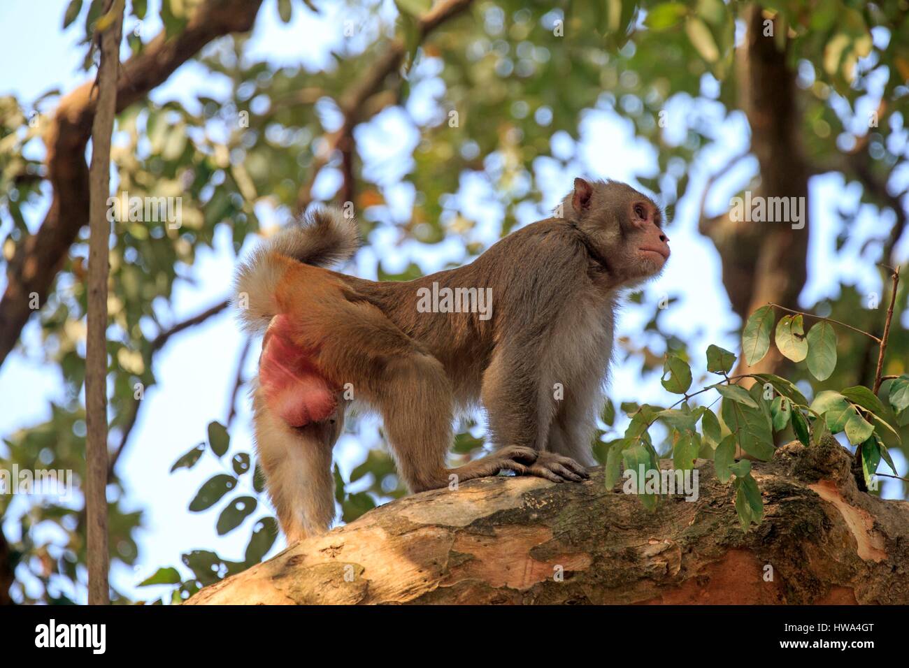 India, Tripura state, Rhesus macaque (Macaca mulatta), male Stock Photo