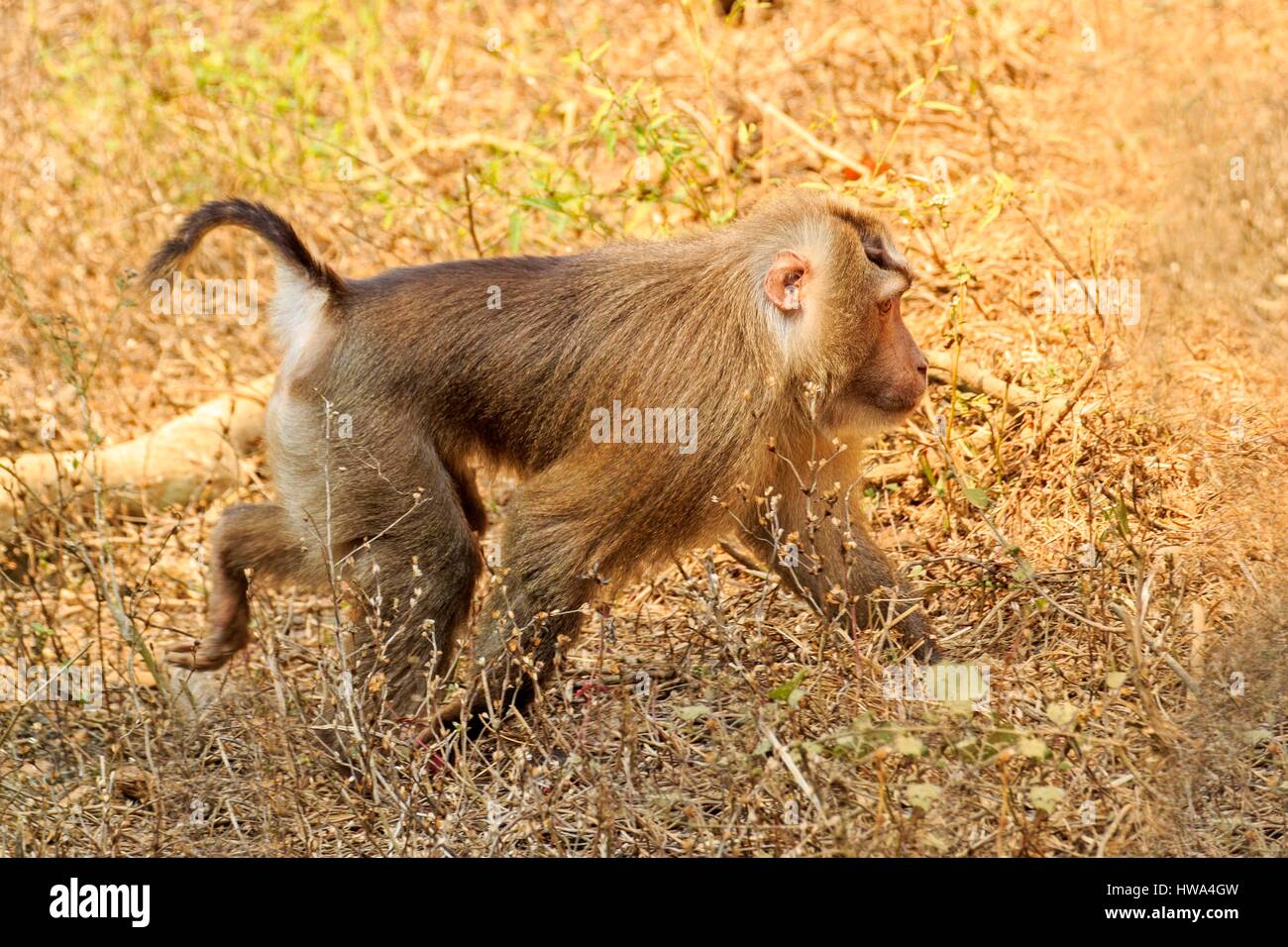 India, Tripura state, Northern pig-tailed macaque (Macaca leonina) Stock Photo