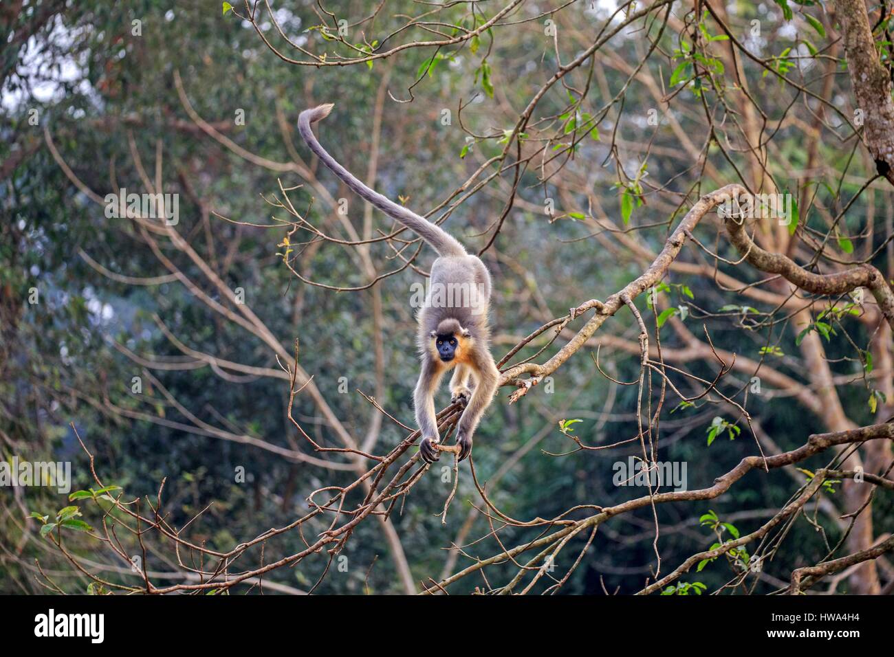 India, Tripura state, Trishna wildlife sanctuary, Capped langur