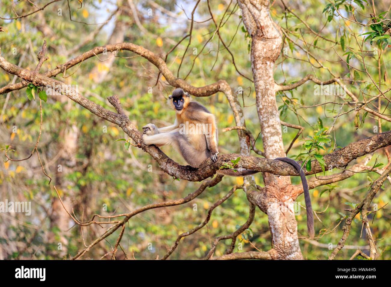 India, Tripura state, Trishna wildlife sanctuary, Capped langur