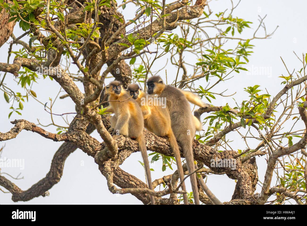India, Tripura state, Trishna wildlife sanctuary, Capped langur