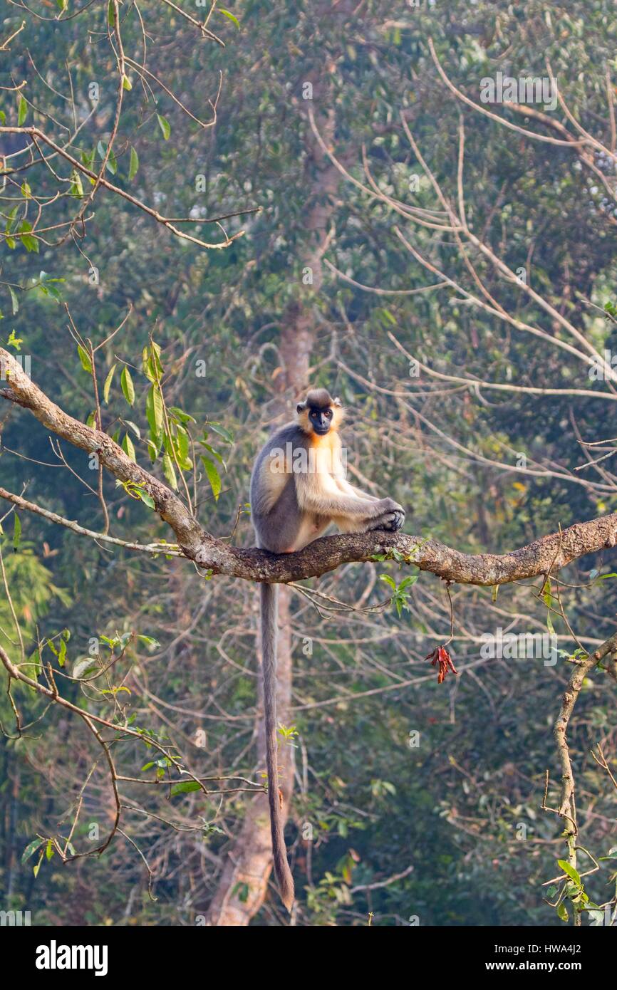 India, Tripura state, Trishna wildlife sanctuary, Capped langur (Trachypithecus pileatus) Stock Photo