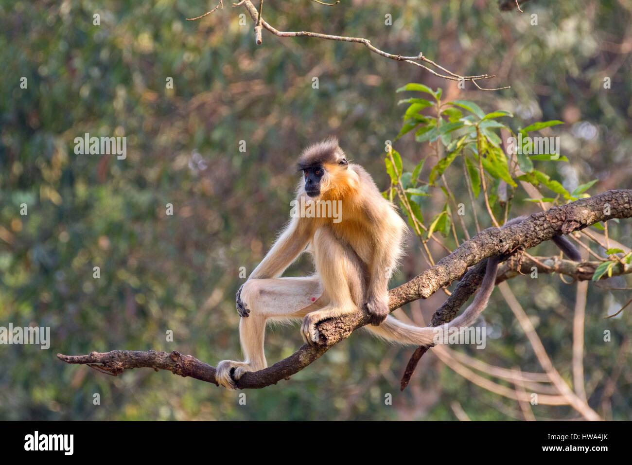 India, Tripura state, Trishna wildlife sanctuary, Capped langur
