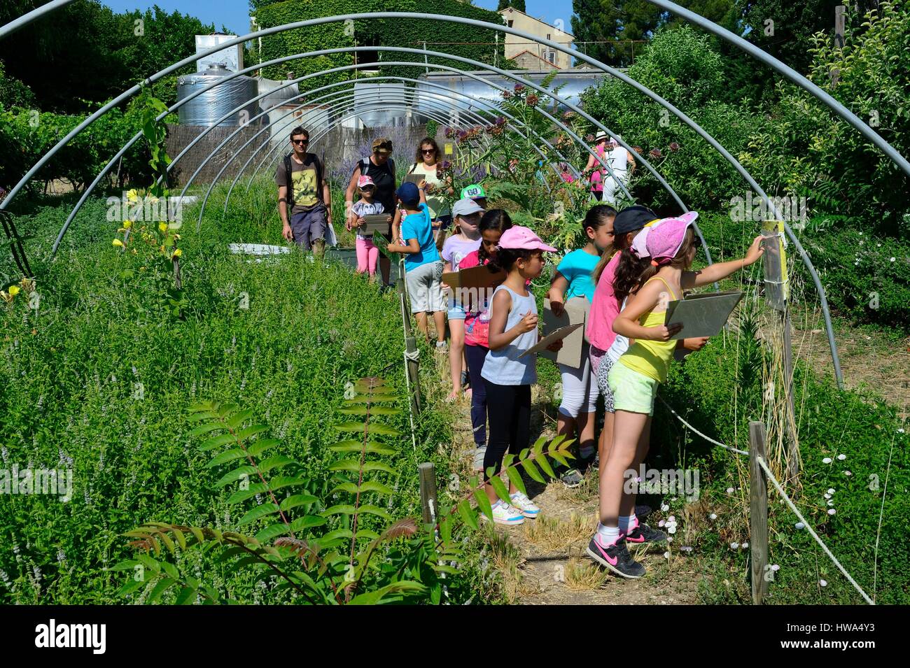France, Vaucluse, Sarrians, domaine de l’Oiselet, aromatic plants Stock