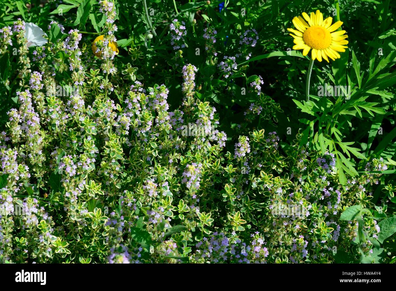 France, Vaucluse, Sarrians, domaine de l’Oiselet, aromatic plants Stock