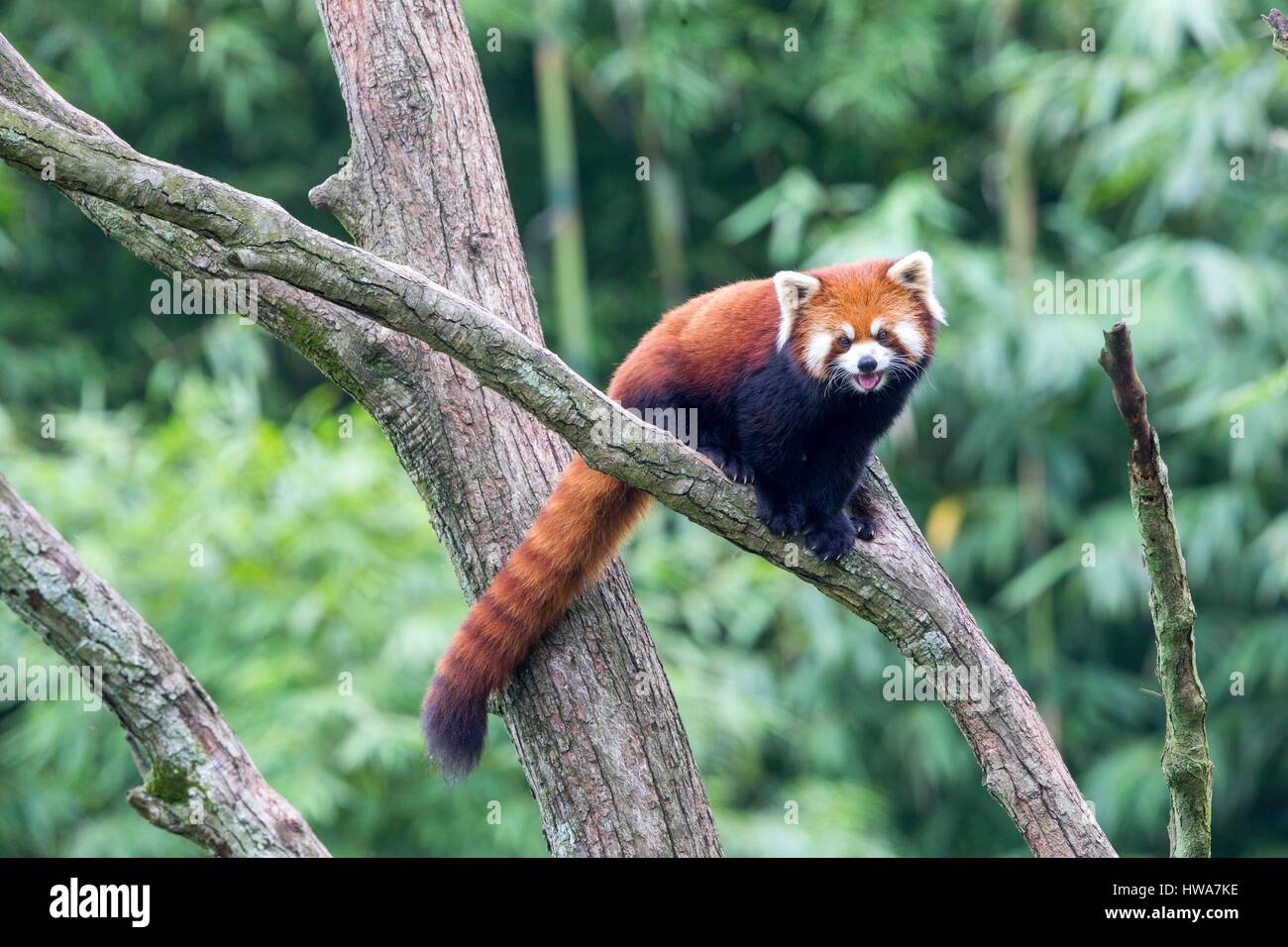 Red panda in sichuan hi-res stock photography and images - Alamy